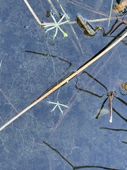Utricularia radiata