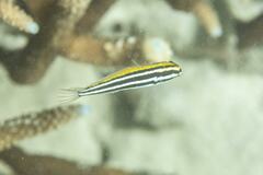 Petroscirtes fallax