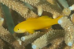 Gobiodon okinawae