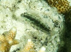 Asterropteryx semipunctata