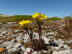 Erysimum inconspicuum coarctatum