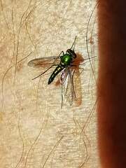 Chrysosoma leucopogon