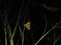 Hecatesia fenestrata