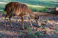 Tragelaphus angasii