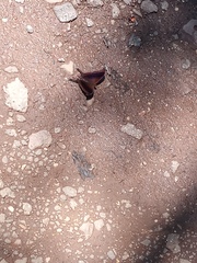 Marpesia zerynthia