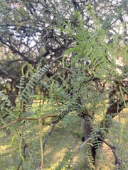 Prosopis