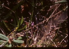 Pinguicula villosa
