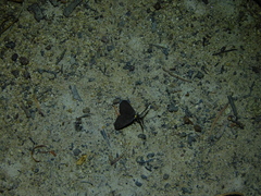 Pollanisus lithopastus