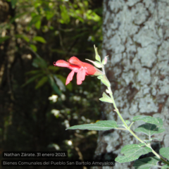 Salvia gesneriiflora