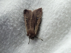 Ichneutica atristriga