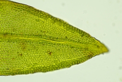 Cinclidotus riparius