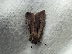 Ichneutica atristriga