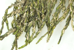 Cinclidotus riparius