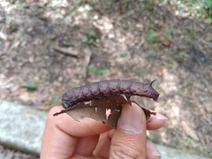 Amphion floridensis