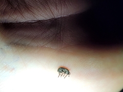 Chalepistes spermophilus