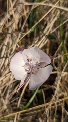 Calochortus umbellatus