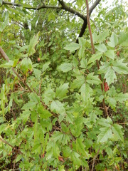 Toxicodendron radicans negundo
