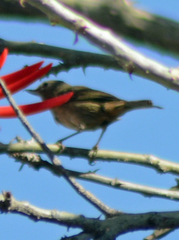 Diglossa baritula