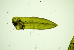Cinclidotus riparius