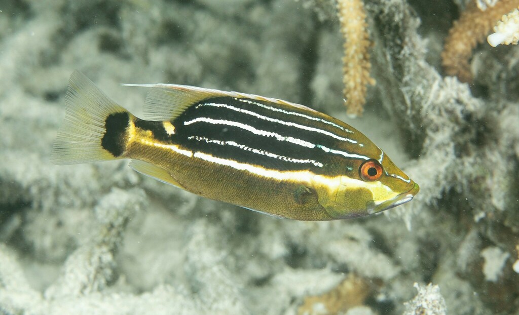Chinamanfish