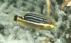 Chinamanfish photo 1