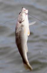 Menticirrhus americanus