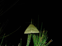 Epidesmia hypenaria