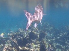 Kyphosus cinerascens