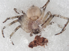 Philodromus margaritatus