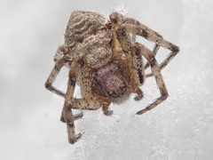 Philodromus margaritatus