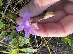 Calopogon barbatus