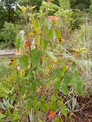 Toxicodendron radicans negundo