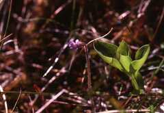 Pinguicula villosa