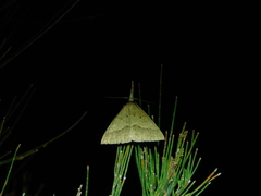Epidesmia hypenaria