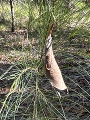 Phonognatha graeffei