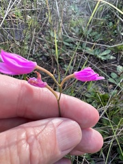 Calopogon barbatus