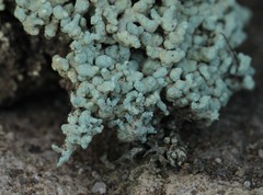 Lecanora phryganitis