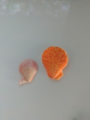 Caribachlamys sentis