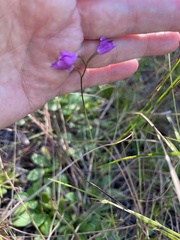 Calopogon barbatus
