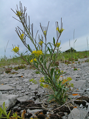 Erysimum inconspicuum coarctatum