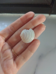 Divalinga quadrisulcata