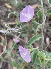 Jacquemontia paniculata