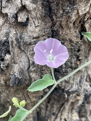 Jacquemontia paniculata