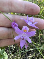 Calopogon barbatus