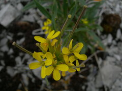 Erysimum inconspicuum coarctatum