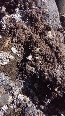 Placidium squamulosum