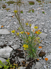 Erysimum inconspicuum coarctatum