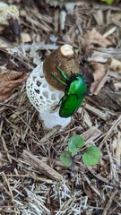 Ischiopsopha wallacei