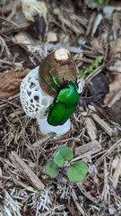 Ischiopsopha wallacei