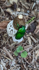 Ischiopsopha wallacei